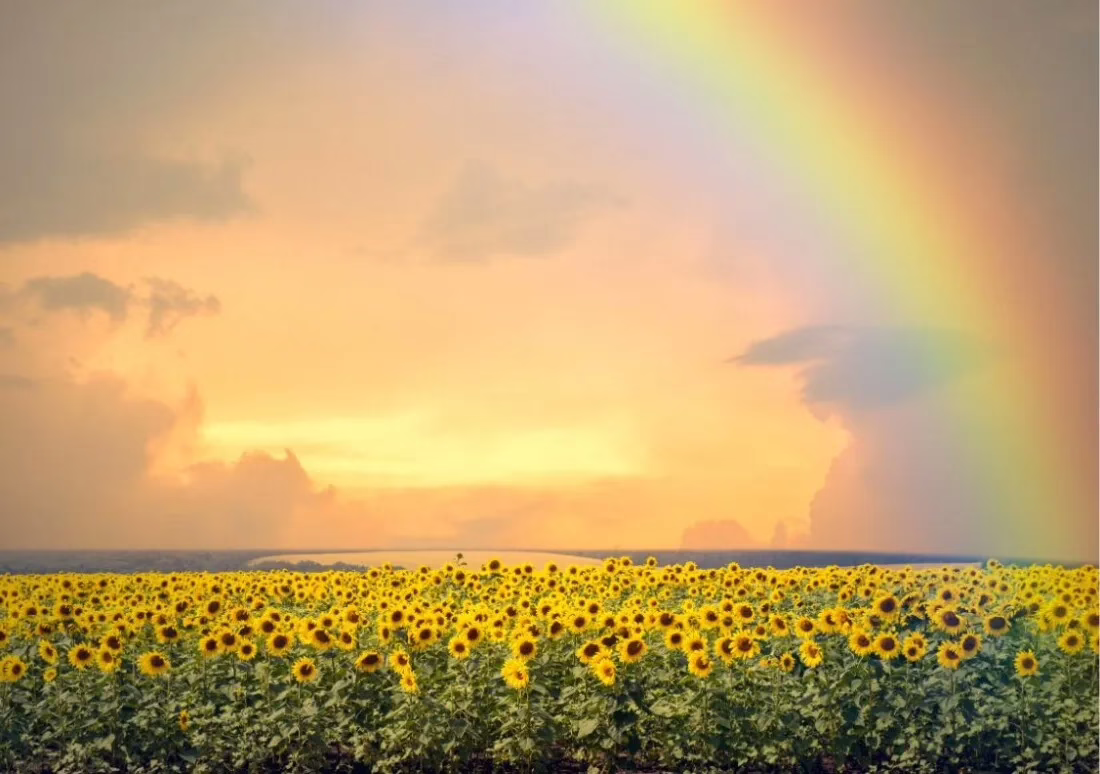 Sunflower Rainbow